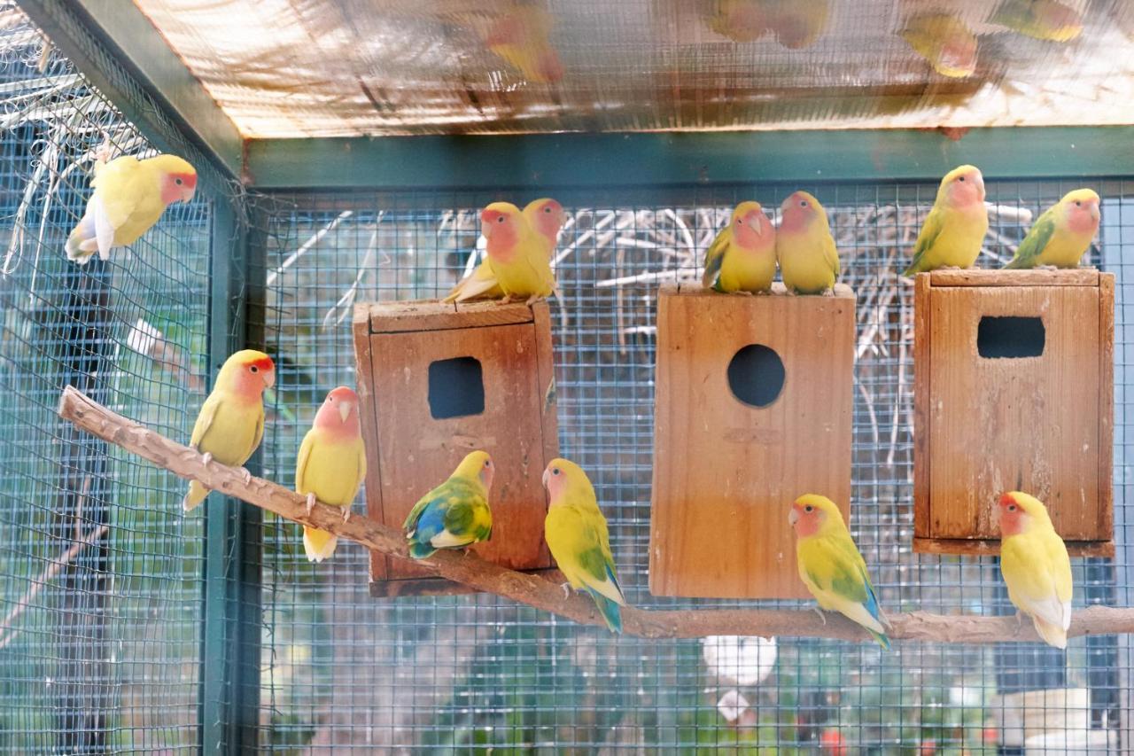 Dar Ayniwen Garden Hotel & Bird Zoo Marrakesh Exterior foto